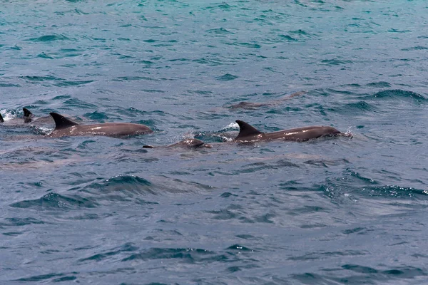 Βλέποντας δελφίνια σε μπλε νερά στο τροπικό νησί, Μαλδίβες Εικόνα Αρχείου