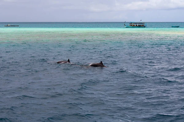 Βλέποντας δελφίνια σε μπλε νερά στο τροπικό νησί, Μαλδίβες Royalty Free Εικόνες Αρχείου