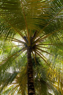 Hindistan cevizi palmiyesinin en tepesine bak