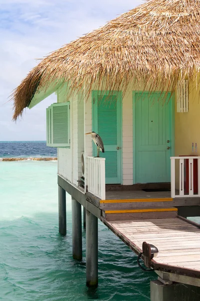 Garza gris se encuentra en Villa de agua cerca del mar en la isla tropical, Maldivas — Foto de Stock