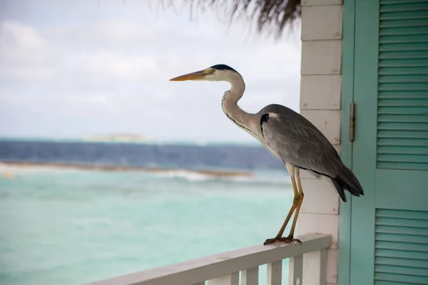 Grey Heron, Maldivler 'deki tropik adanın deniz kenarındaki su villasında duruyor.