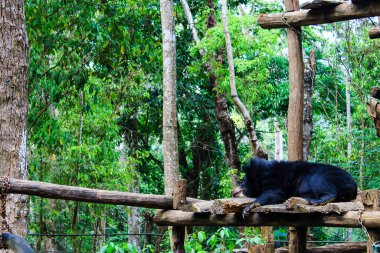 Laos 'taki Launag Prabang yakınlarındaki Kuang Si Kurtarma Merkezi' nde ayılar var.