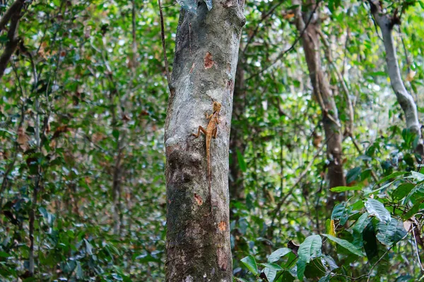 Γενειοφόρος σαύρα, δράκος σε δέντρο στη ζούγκλα του Λάος — Φωτογραφία Αρχείου