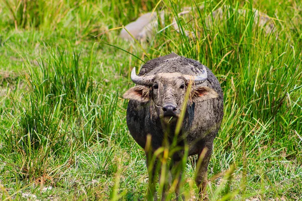 Буйвол, стоящий на зеленой траве и смотрящий в камеру — стоковое фото