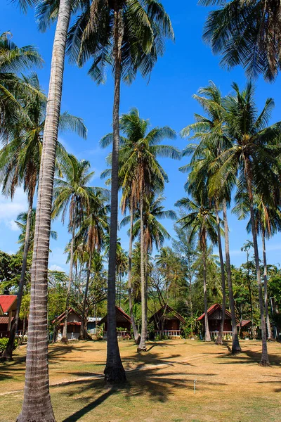 Palmeras en Ko Lanta, Koh Lanta, Krabi, Tailandia — Foto de Stock