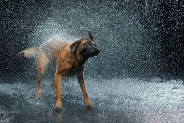 Stüdyodaki köpek cinsi Malinois.