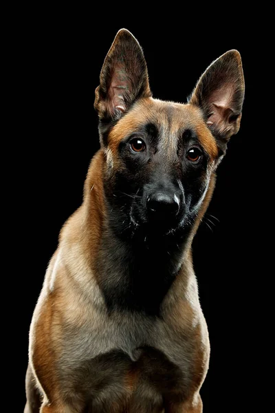 Hunderasse Malinois im Atelier — Stockfoto