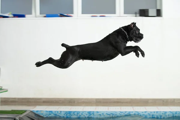 O cão salta para a água — Fotografia de Stock