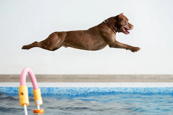 The dog jumps into the water