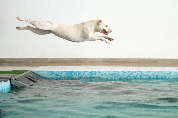 Собака прыгает в воду — стоковое фото