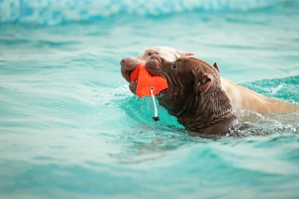 Dog swimming in the pool with a toy in his teeth