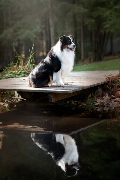 Collie fronterizo junto al agua. Bonitos retratos . — Foto de Stock