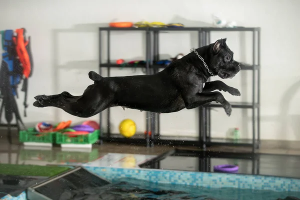 O cão salta para a água — Fotografia de Stock