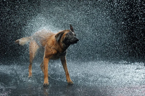 Raça cão Malinois no estúdio . — Fotografia de Stock