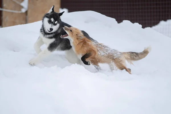 雪の中でキツネと犬が一緒に遊ぶ 若い動物の冬のゲーム — ストック写真