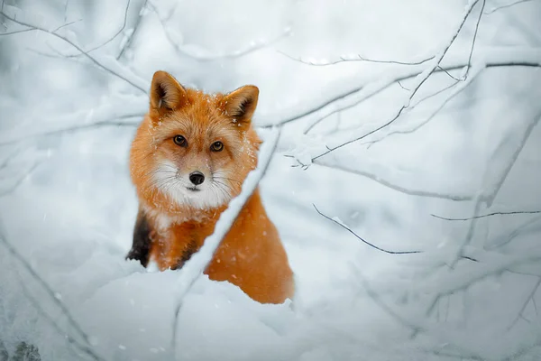 Red Fox hunts in the snow in winter. Sly huntress in the snow