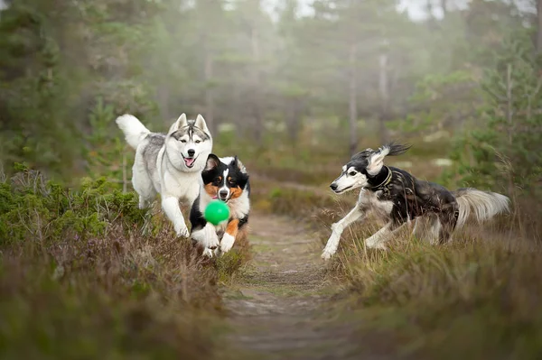 犬は森の中で遊ぶ サルーキ ハスキーとオージーは一緒に遊ぶ — ストック写真