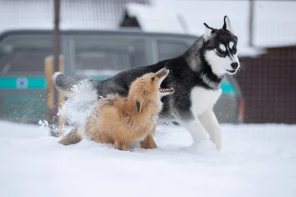 雪の中でキツネと犬が一緒に遊ぶ 若い動物の冬のゲーム — ストック写真