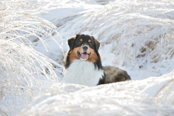 Ein Hund Der Australischen Schäferhund Rasse Spielt Schnee — Stockfoto