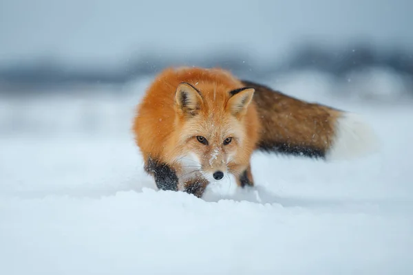 Red Fox Caça Neve Inverno Caçadora Astuta Neve — Fotografia de Stock