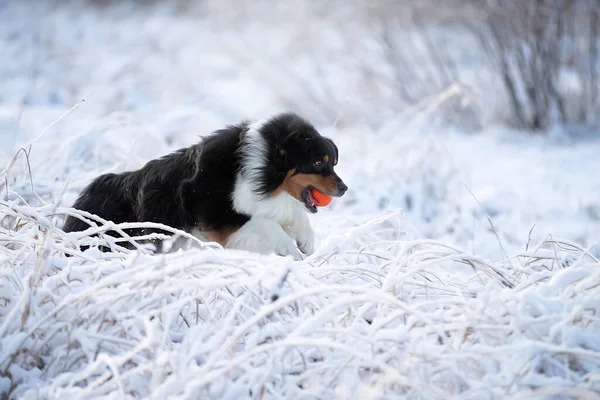 Avustralya Çoban Köpeğinin Köpeği Karda Oynar — Stok fotoğraf