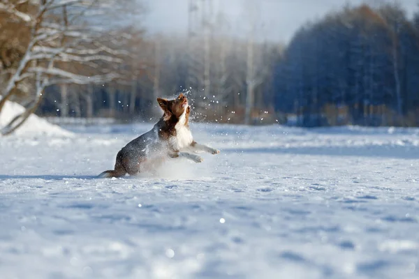 Border Collie Salta Para Brinquedo Jogos Cães Inverno — Fotografia de Stock
