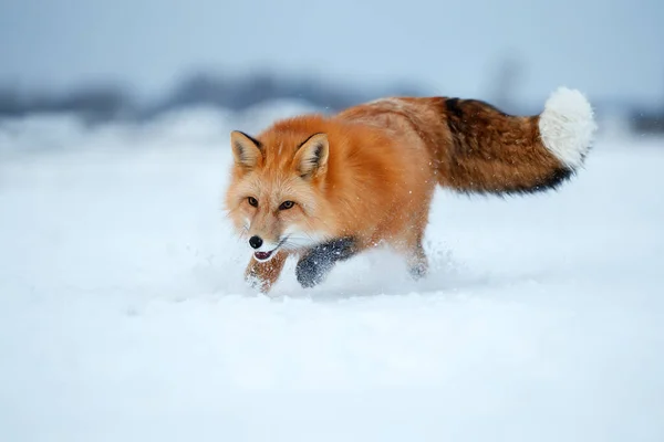 Red Fox Caça Neve Inverno Caçadora Astuta Neve — Fotografia de Stock