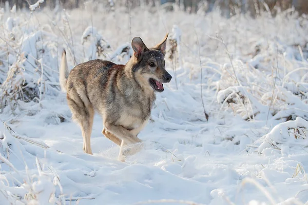 Cão Está Sentado Neve Cão Rafeiro — Fotografia de Stock