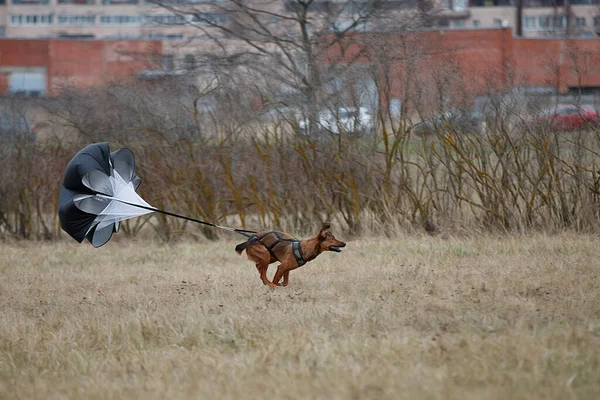 Cão Corre Com Pára Quedas Campo Jogos Outono Curso — Fotografia de Stock