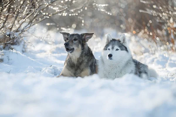 Two Dogs Snow Austarlian Sheepdogs Sit Together — Stock Photo, Image