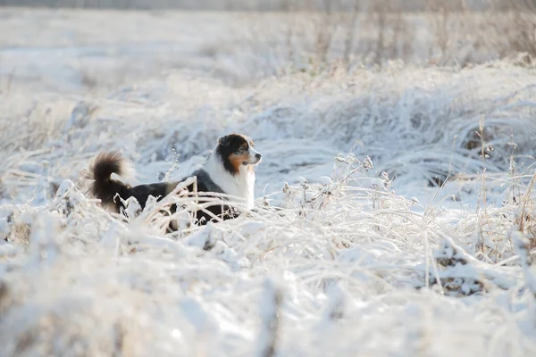 Perro Raza Pastor Australiano Juega Nieve — Foto de Stock