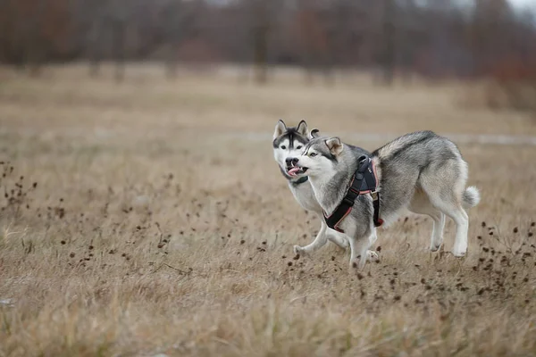犬が走って畑で遊んでいる シベリアのハスキーは秋の草の上で遊ぶ — ストック写真