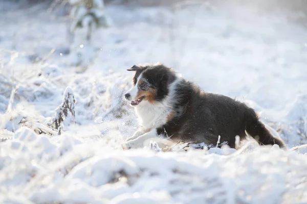 Cão Raça Pastor Australiano Joga Neve — Fotografia de Stock