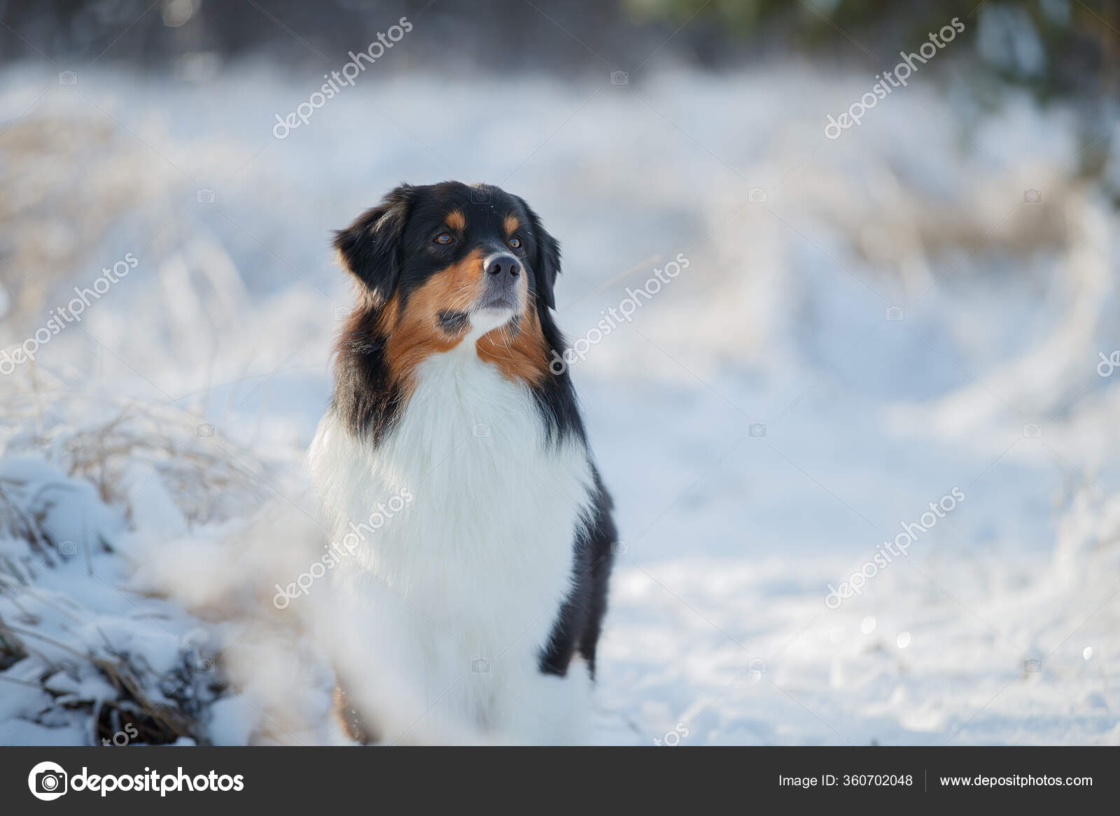 オーストラリアの羊飼いの品種の犬が雪の中で遊ぶ ストック写真 C Vivienstocks