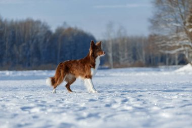 Sınır çobanı oyuncak için atlar. Kış köpek oyunları
