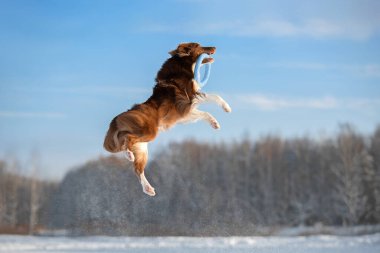 Sınır çobanı oyuncak için atlar. Kış köpek oyunları