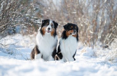 Karda iki köpek. Austarlian çoban köpekleri birlikte otururlar.