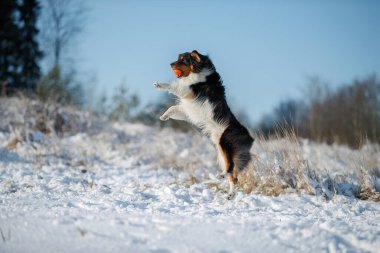 Avustralya çoban köpeğinin köpeği karda oynar.