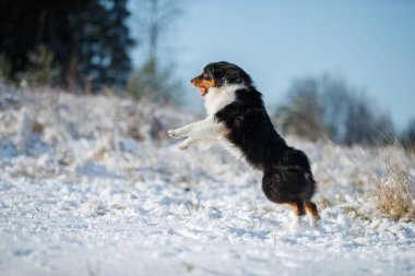 Avustralya çoban köpeğinin köpeği karda oynar.