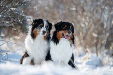 Karda iki köpek. Austarlian çoban köpekleri birlikte otururlar.