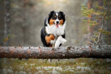 Avustralya çoban köpeğinin bir köpeği oynar