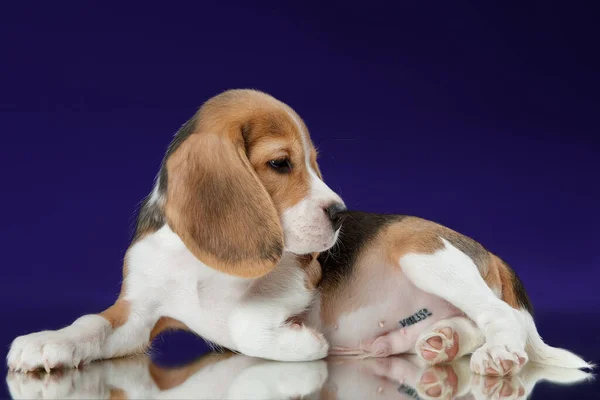 Beagle Welpe Studio Auf Blauem Hintergrund Mit Spiegelung — Stockfoto