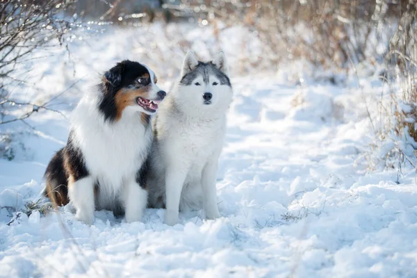雪の中に二匹の犬 オーストラリアのシープドッグは一緒に座って — ストック写真
