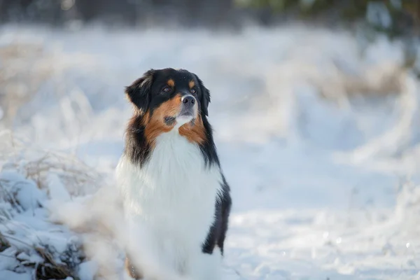 Cão Raça Pastor Australiano Joga Neve — Fotografia de Stock