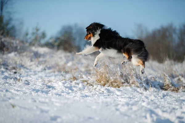 オーストラリアの羊飼いの品種の犬が雪の中で遊ぶ — ストック写真