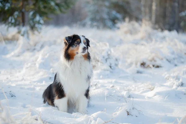 Снегу Играет Собака Австралийской Овчарки — стоковое фото