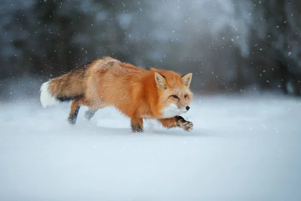 Red Fox hunts in the snow in winter. Sly huntress in the snow
