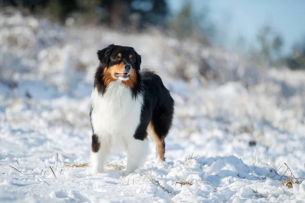 Ein Hund Der Australischen Schäferhund Rasse Spielt Schnee — Stockfoto