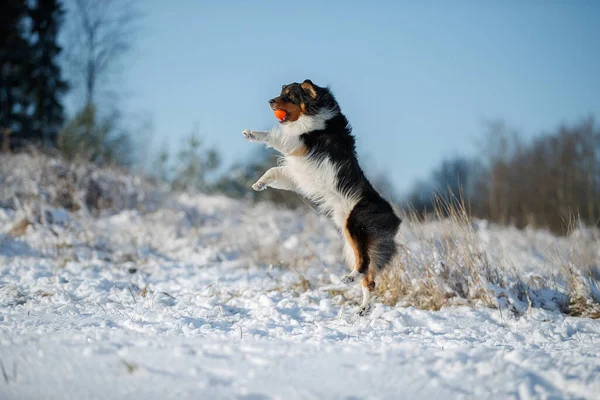 Cão Raça Pastor Australiano Joga Neve — Fotografia de Stock