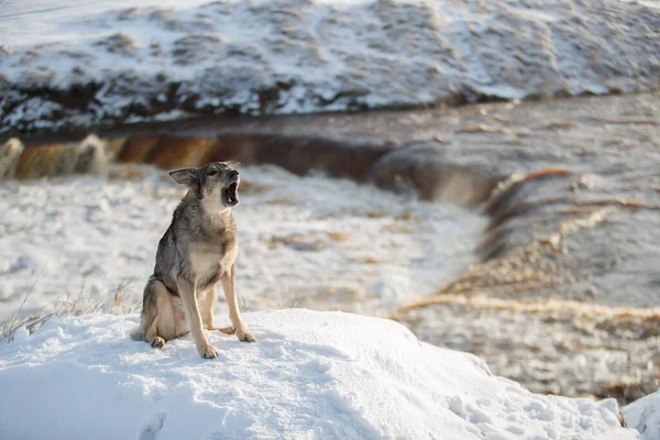 Cão Está Sentado Neve Cão Rafeiro — Fotografia de Stock